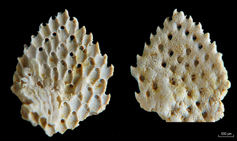 BRYOZOAIRES #6301