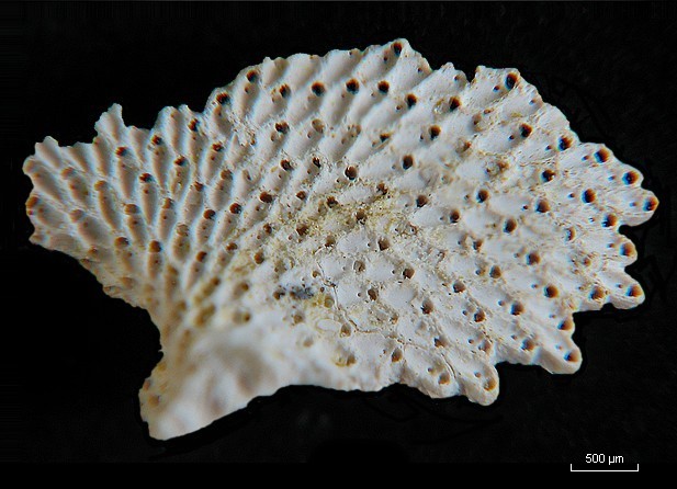 BRYOZOAIRES #6298