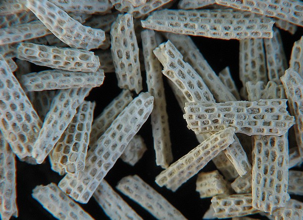 BRYOZOAIRES #6586