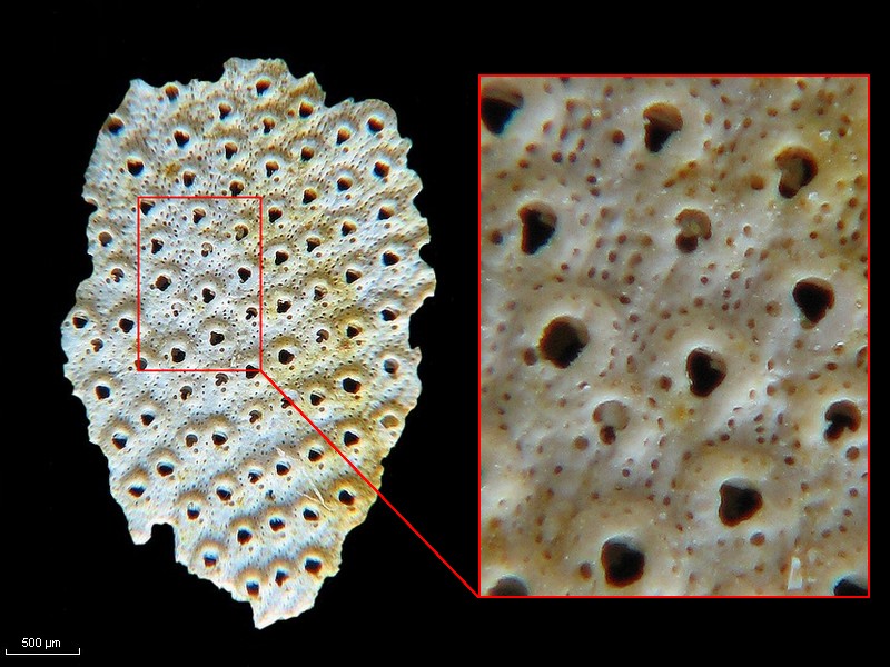 BRYOZOAIRES #6305