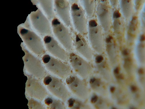 BRYOZOAIRES #6296