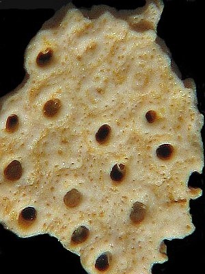 BRYOZOAIRES #6360