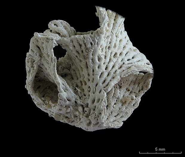 BRYOZOAIRES #6290