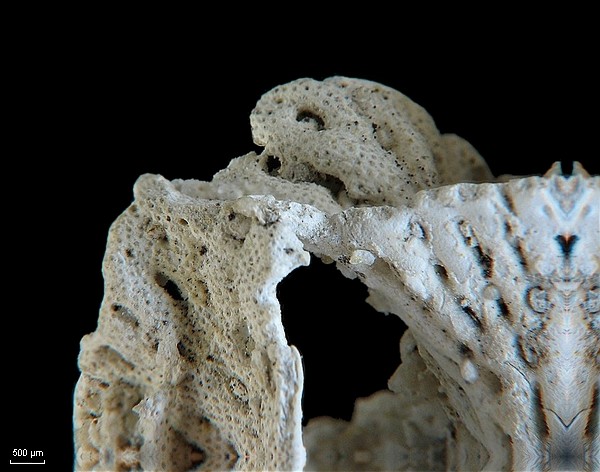 BRYOZOAIRES #6291