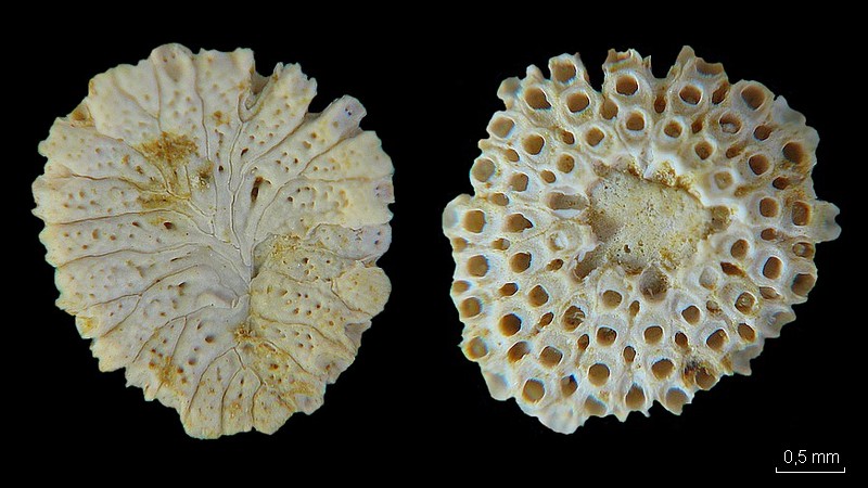 BRYOZOAIRES #6877