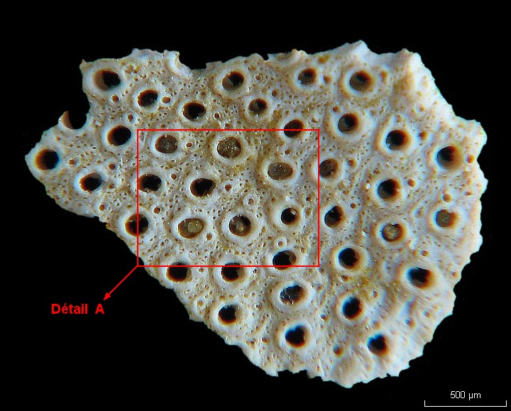 BRYOZOAIRES #6304