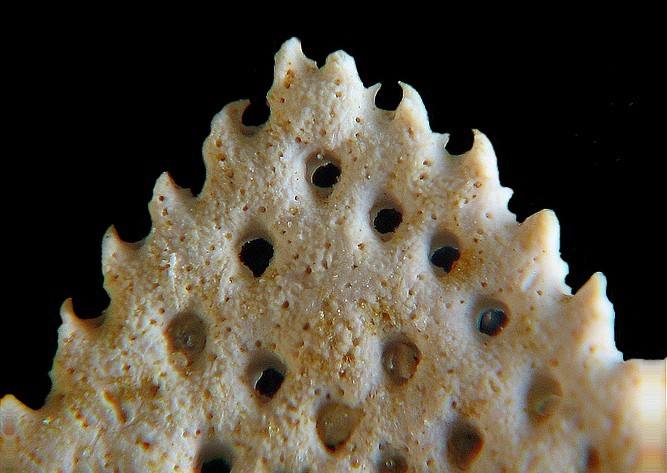 BRYOZOAIRES #6299