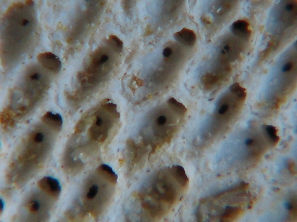 BRYOZOAIRES #6295
