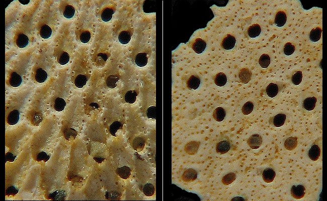 BRYOZOAIRES #6359