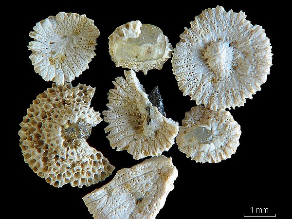 BRYOZOAIRES #6873