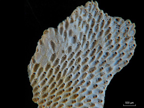 BRYOZOAIRES #6297