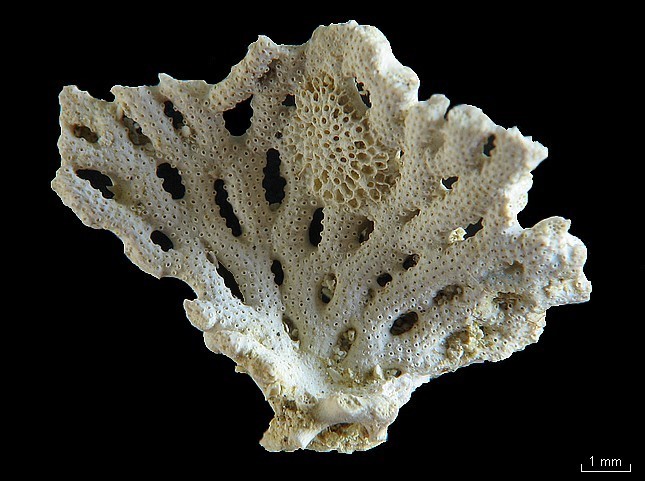 BRYOZOAIRES #6267