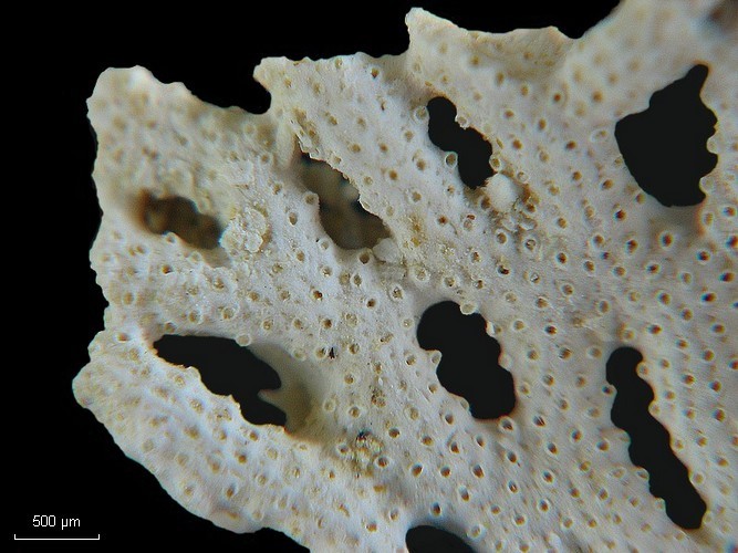 BRYOZOAIRES #6268
