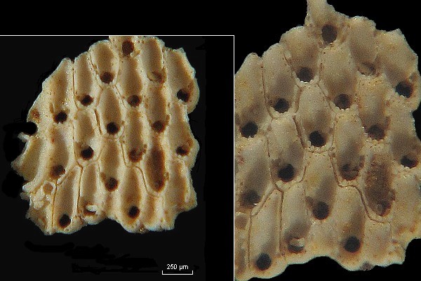 BRYOZOAIRES #6361