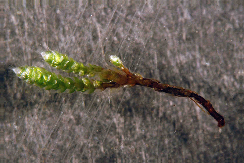 Bryum argenteum #28071