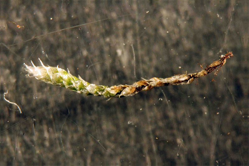 Bryum argenteum #28070