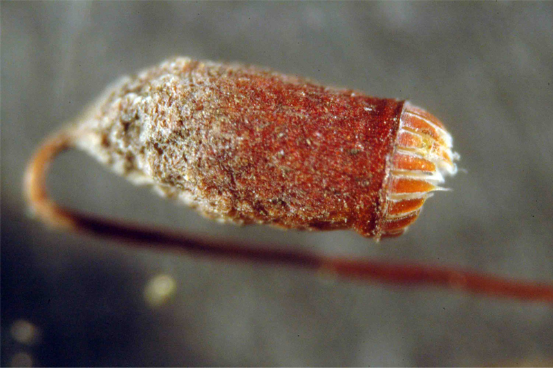 Bryum caespiticium 2/2 #28213