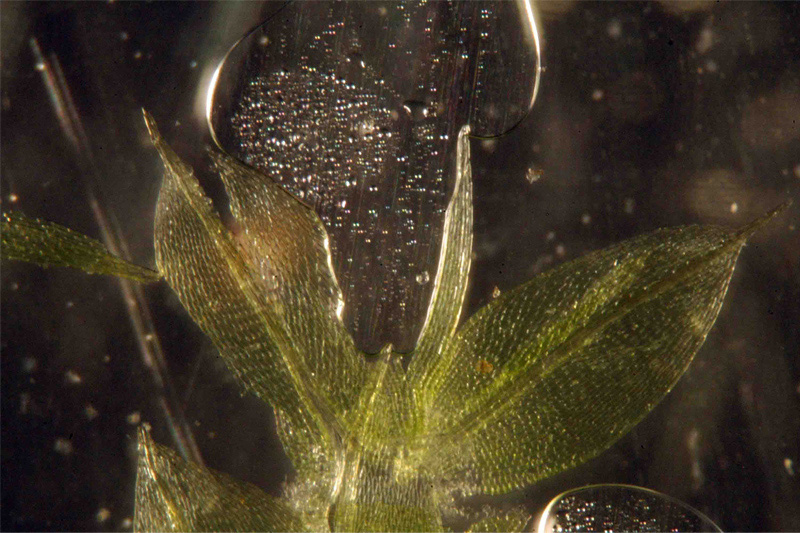 Bryum caespiticium 1/2 #28210