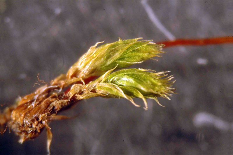 Bryum caespiticium 1/2 #28208