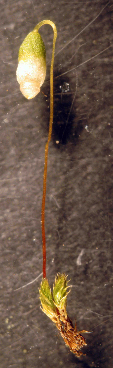 Bryum caespiticium 1/2 #28206