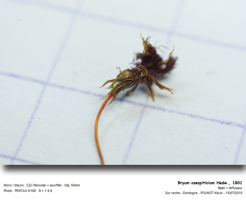 Bryum caespiticium Hedw., 1801 #17125
