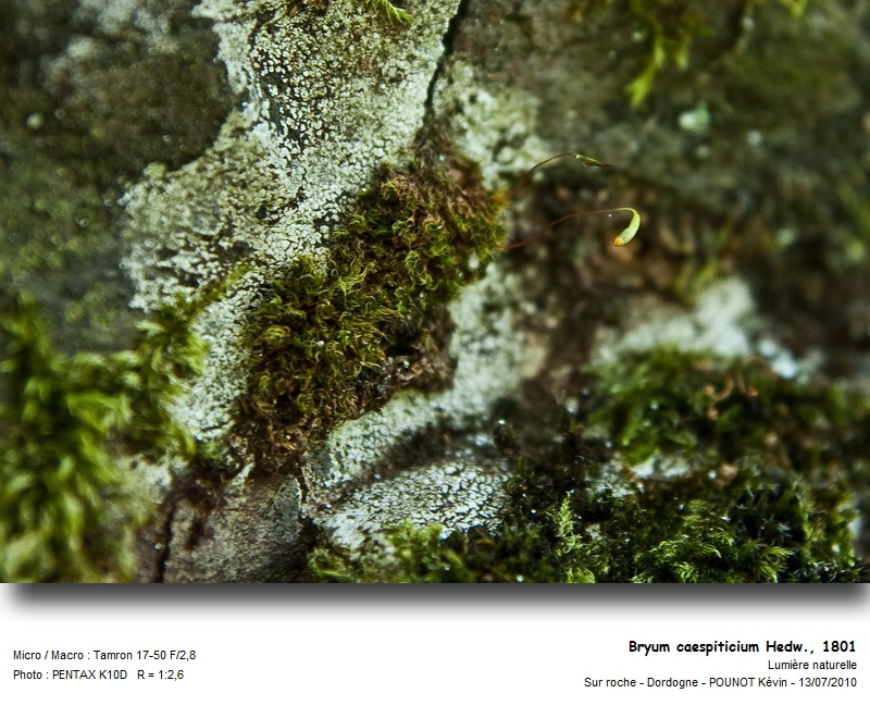 Bryum caespiticium Hedw., 1801 #17123