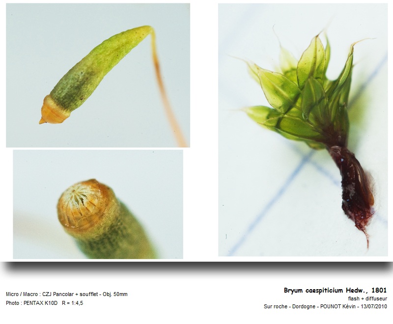 Bryum caespiticium Hedw., 1801 #17124