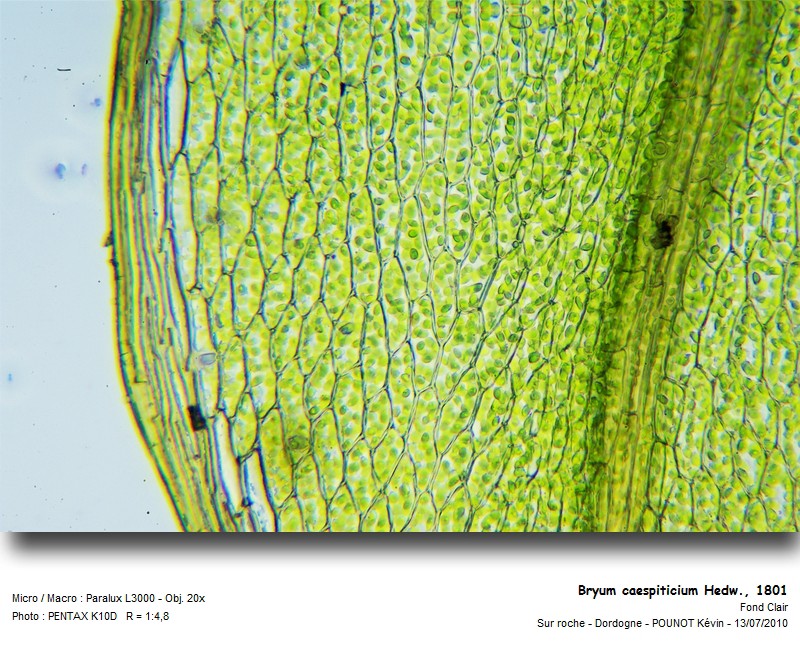 Bryum caespiticium Hedw., 1801 #17127