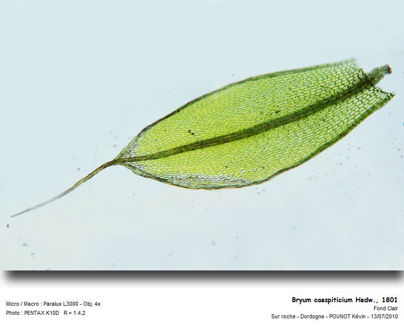 Bryum caespiticium Hedw., 1801 #17126