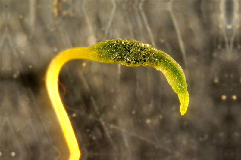 Bryum capillare #28322