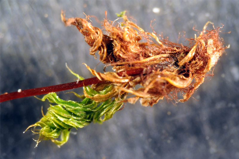 Bryum capillare #28318