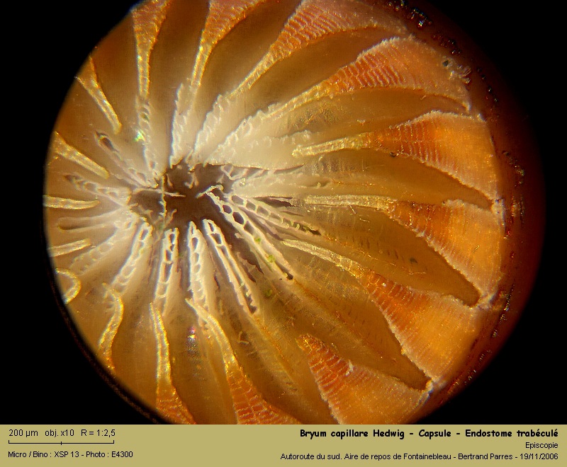 Bryum capillare Hedw. - Mousse acrocarpe dioïque #62414