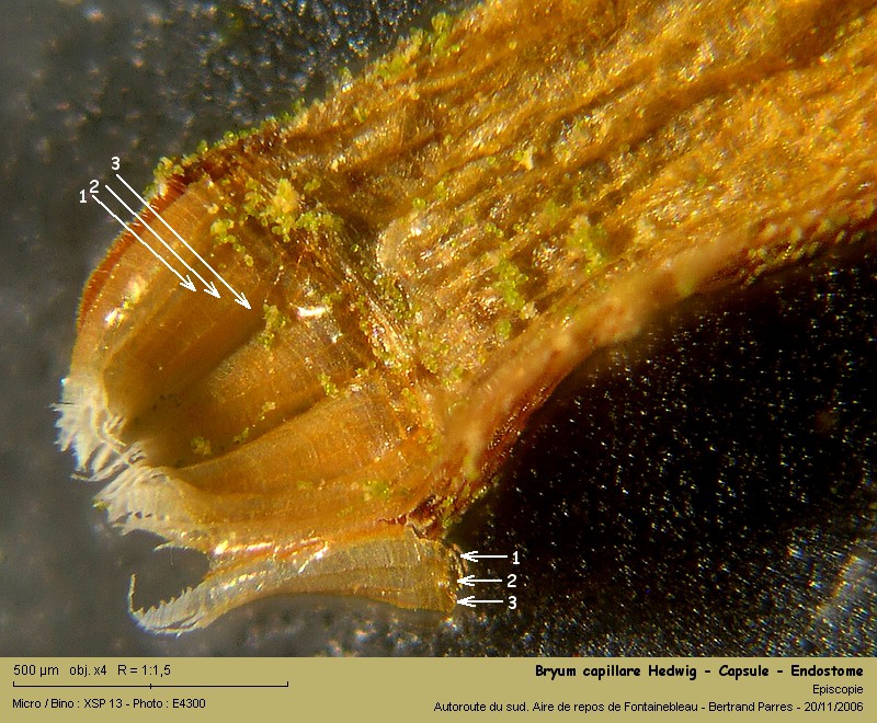 Bryum capillare Hedw. - Mousse acrocarpe dioïque #62416