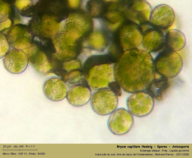 Bryum capillare Hedw. - Mousse acrocarpe dioïque #62417
