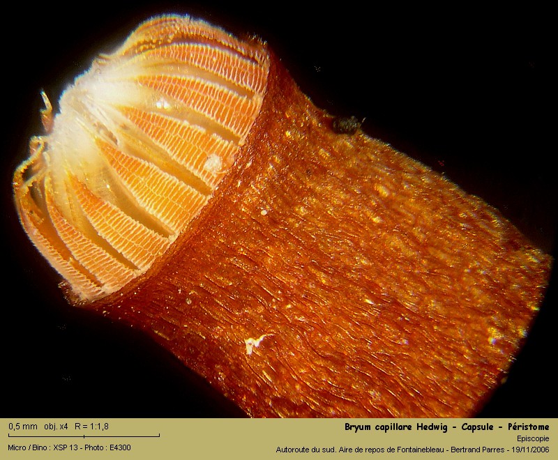 Bryum capillare Hedw. - Mousse acrocarpe dioïque #62412
