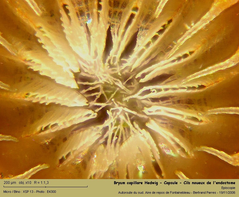 Bryum capillare Hedw. - Mousse acrocarpe dioïque #62415