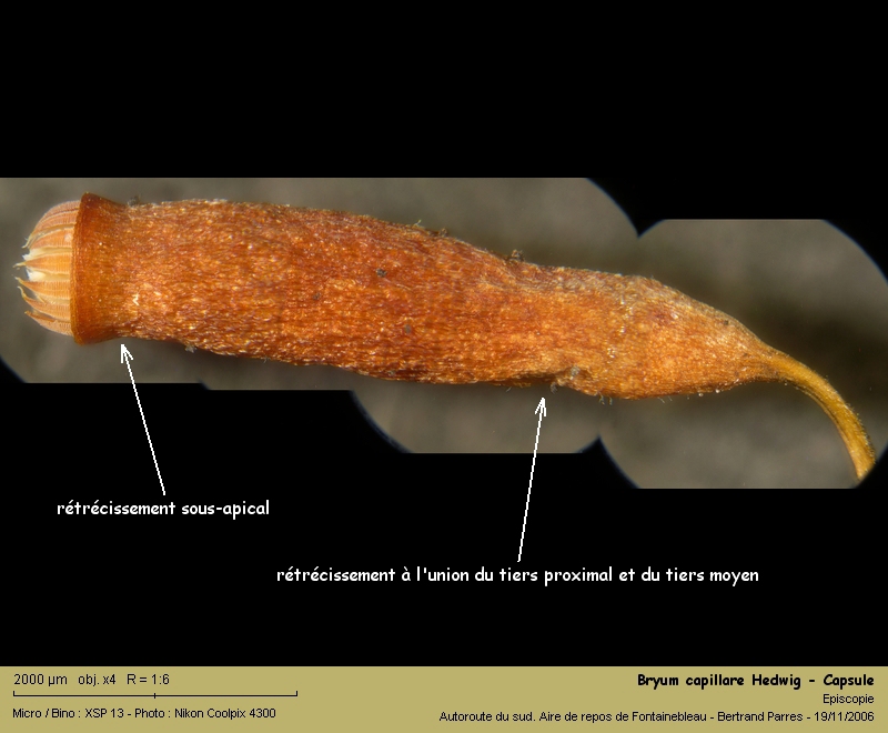 Bryum capillare Hedw. - Mousse acrocarpe dioïque #62411