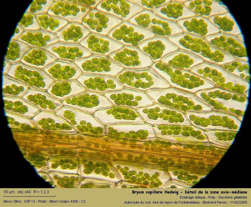 Bryum capillare Hedw. - Mousse acrocarpe dioïque #62409