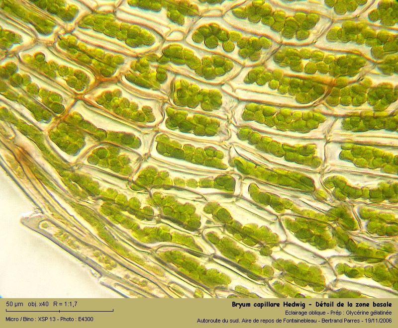 Bryum capillare Hedw. - Mousse acrocarpe dioïque #62410