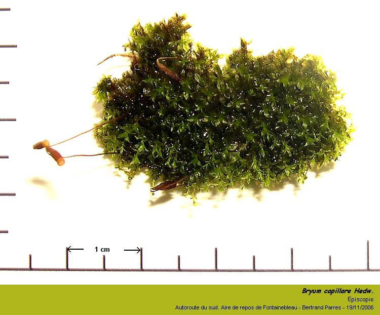 Bryum capillare Hedw. - Mousse acrocarpe dioïque #8596