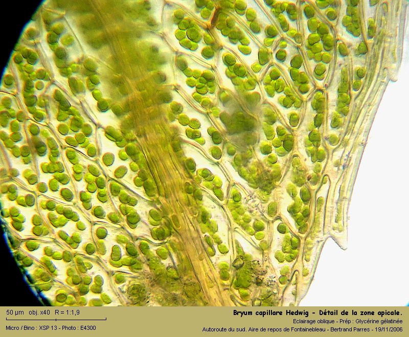 Bryum capillare Hedw. - Mousse acrocarpe dioïque #8600