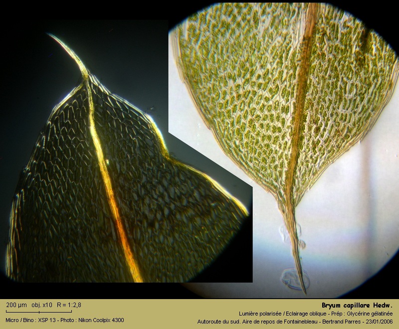 Bryum capillare Hedw. - Mousse acrocarpe dioïque #8599