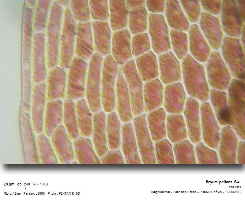 Bryum pallens Sw. #27511
