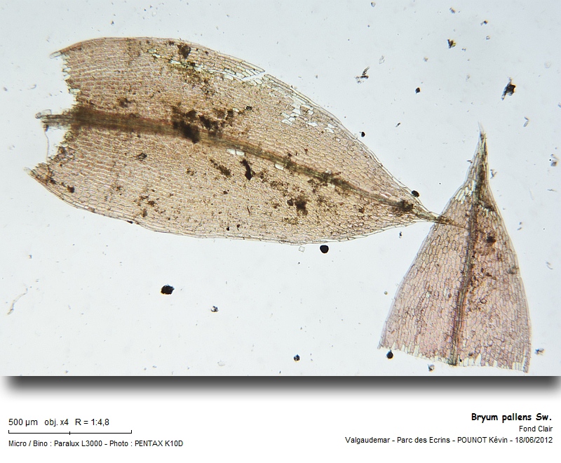 Bryum pallens Sw. #27510