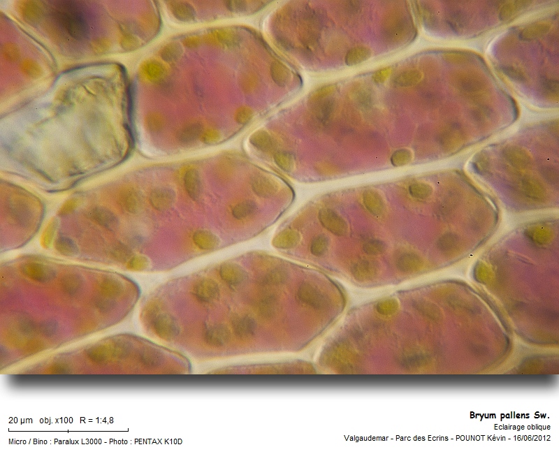 Bryum pallens Sw. #27512