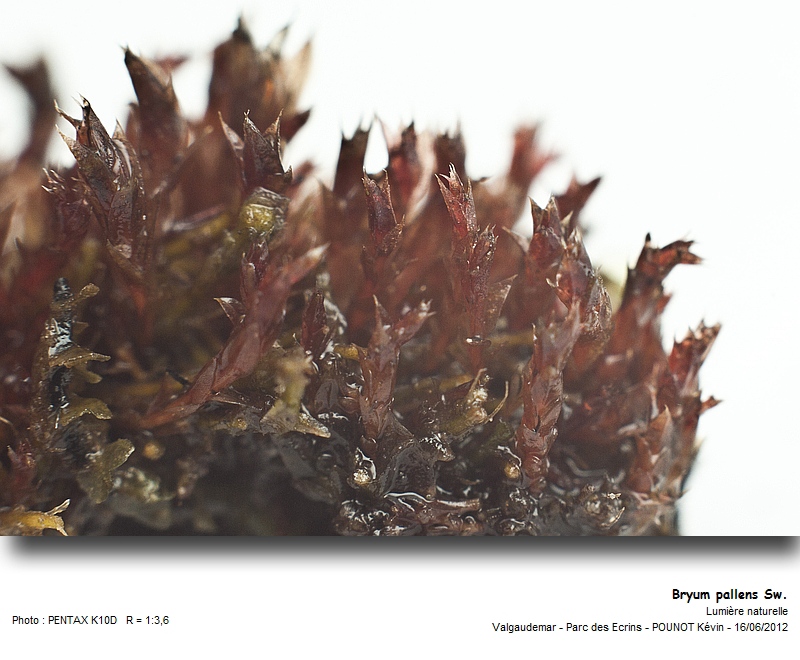 Bryum pallens Sw. #27509