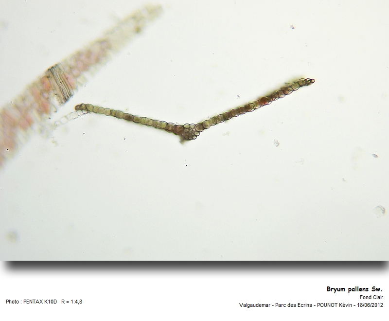 Bryum pallens Sw. #27513