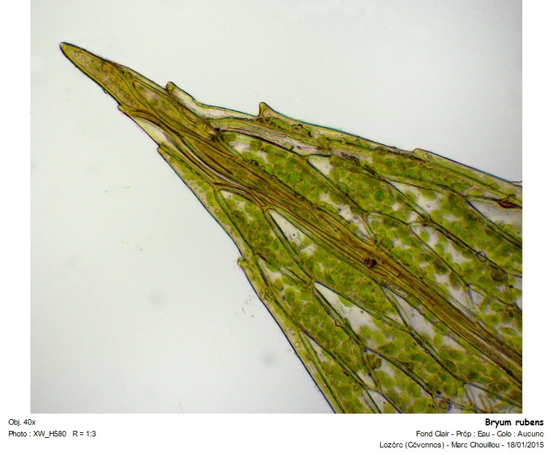 Bryum rubens Mitt. #40705