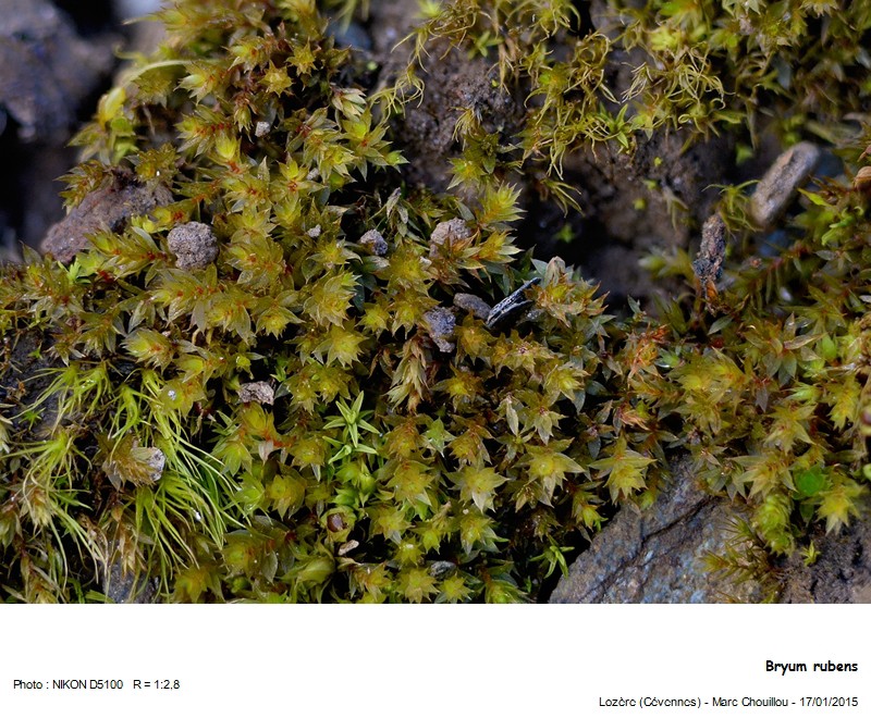 Bryum rubens Mitt. #40701
