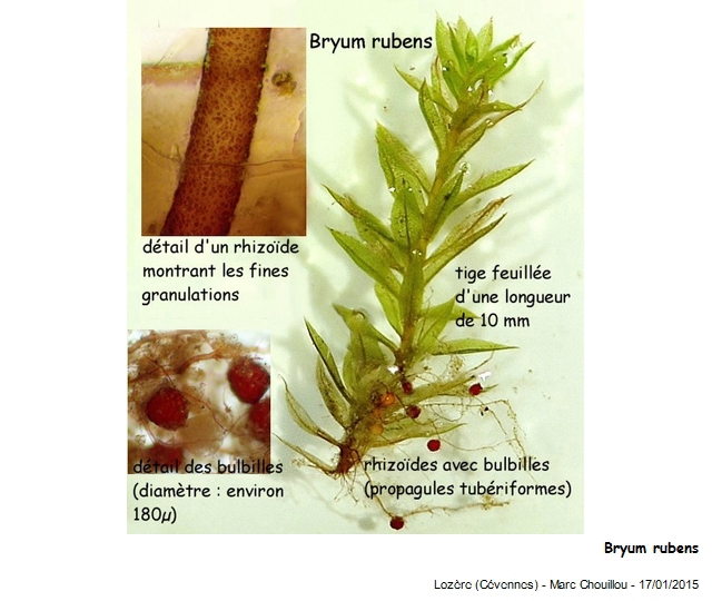 Bryum rubens Mitt. #40703